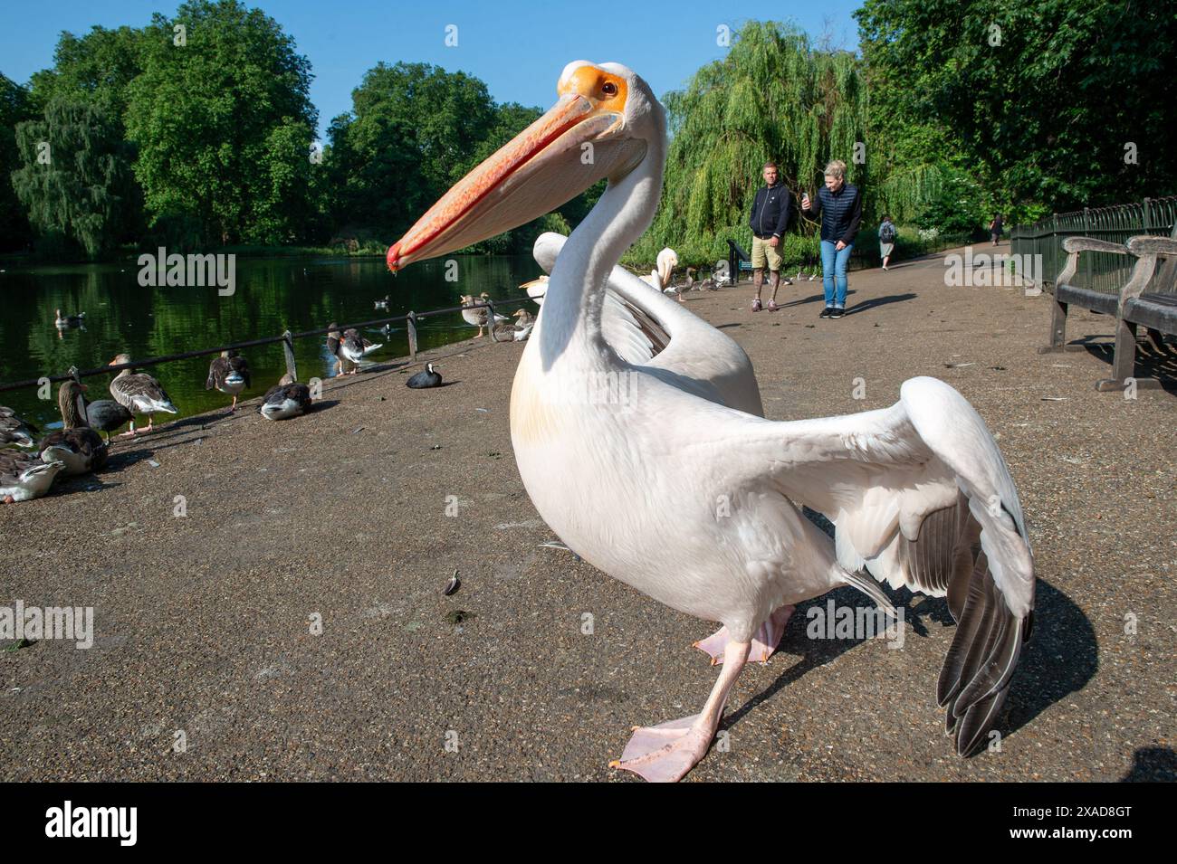 London, England, UK. 6th June, 2024. Great White Pelicans (Pelecanus onocrotalus) enjoying the sunshine while walking along the pathway in St. James's Park, London. These majestic birds, part of the park's wildlife, often captivate visitors with their graceful presence. (Credit Image: © Thomas Krych/ZUMA Press Wire) EDITORIAL USAGE ONLY! Not for Commercial USAGE! Stock Photo