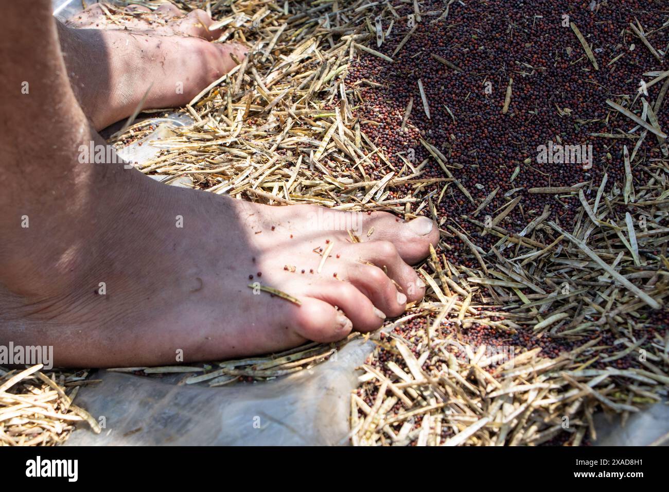 Srinagar, Jammu And Kashmir, India. 6th June, 2024. A farmer working in an agricultural field cleans their harvested rapeseed using an agricultural filter tool on the outskirts of Srinagar. (Credit Image: © Adil Abass/ZUMA Press Wire) EDITORIAL USAGE ONLY! Not for Commercial USAGE! Stock Photo