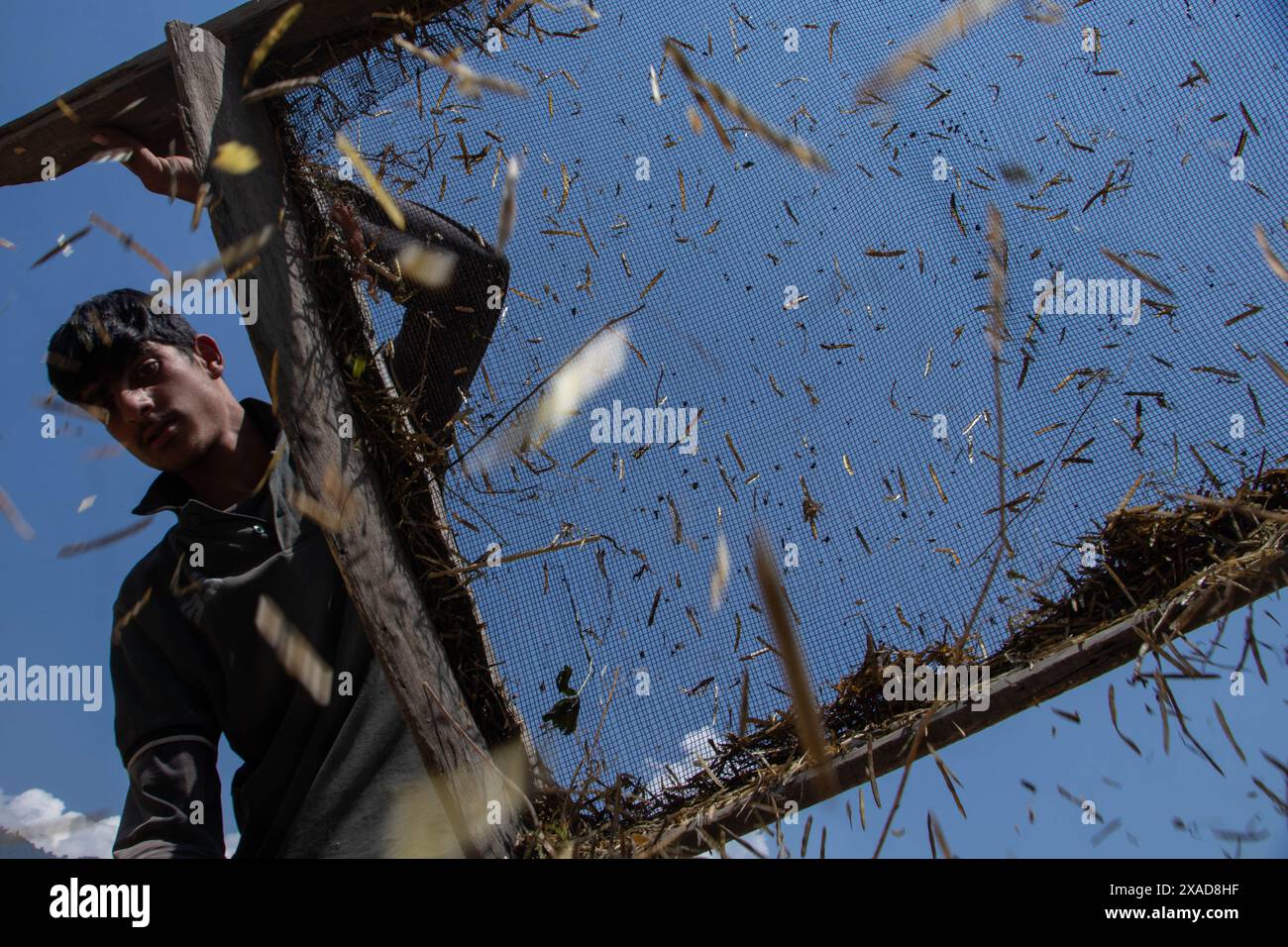 Srinagar, Jammu And Kashmir, India. 6th June, 2024. A farmer working in an agricultural field cleans their harvested rapeseed using an agricultural filter tool on the outskirts of Srinagar. (Credit Image: © Adil Abass/ZUMA Press Wire) EDITORIAL USAGE ONLY! Not for Commercial USAGE! Stock Photo