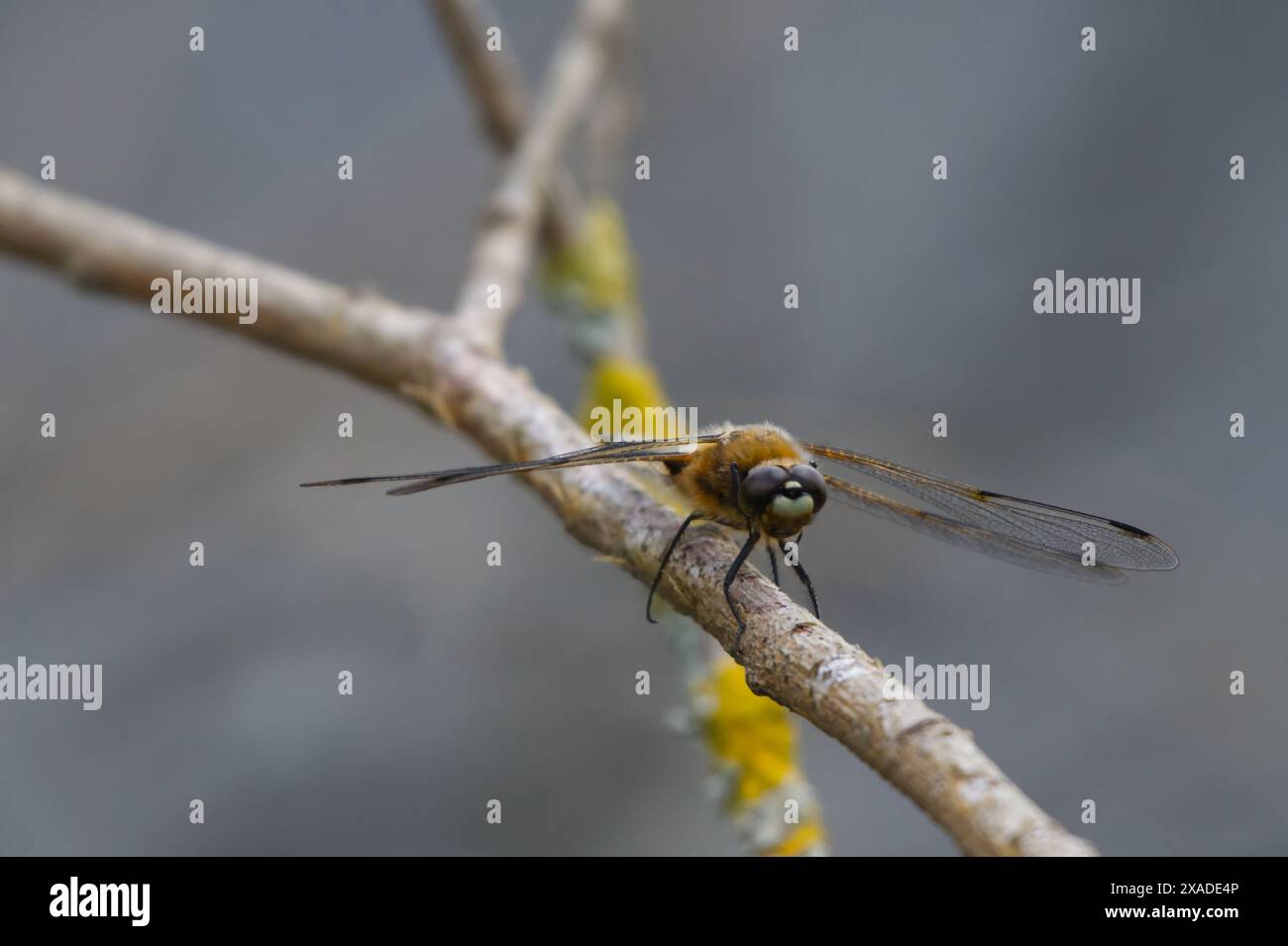 dragonfly resting on a small branch Stock Photo - Alamy