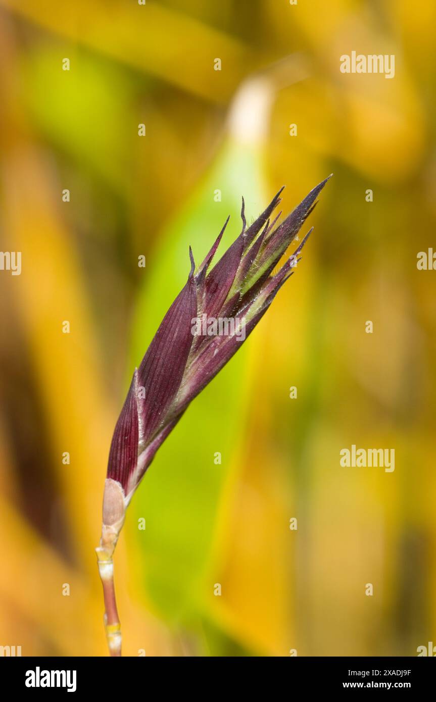 Golden Groove Bamboo Stock Photo