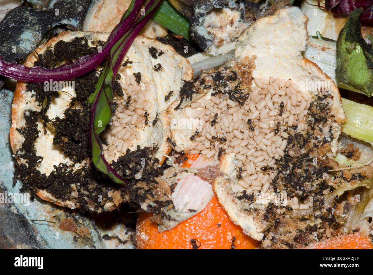 Ant nest in Compost bin Stock Photo Alamy