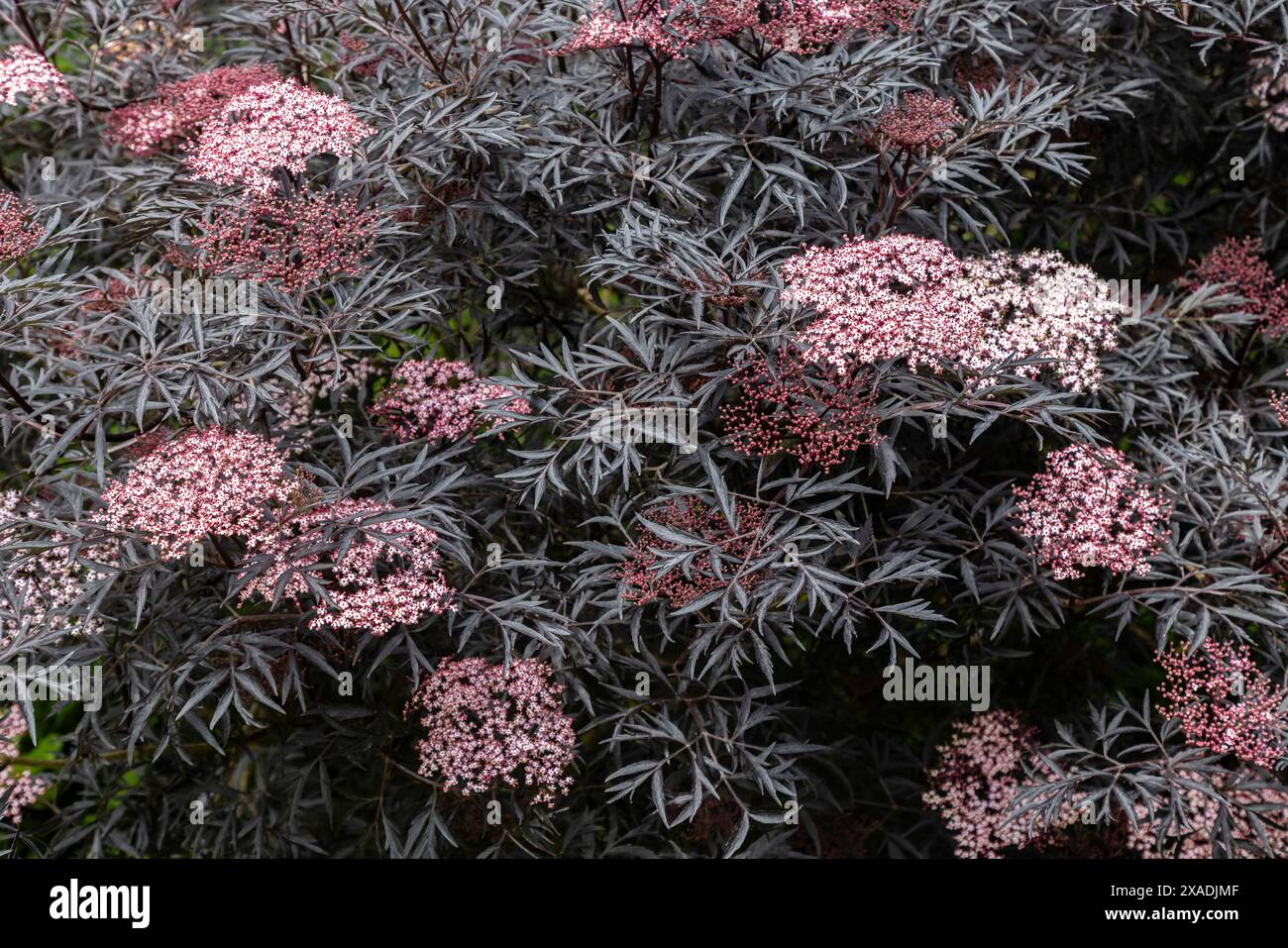 Elderberry, Elderflower, Sambucus nigra 'Black Lace' in flower, June. Stock Photo