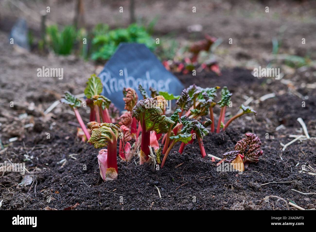 Garten Rhabarber Rhabarber spriesst zum Fruehlingsanfang aus der Erde