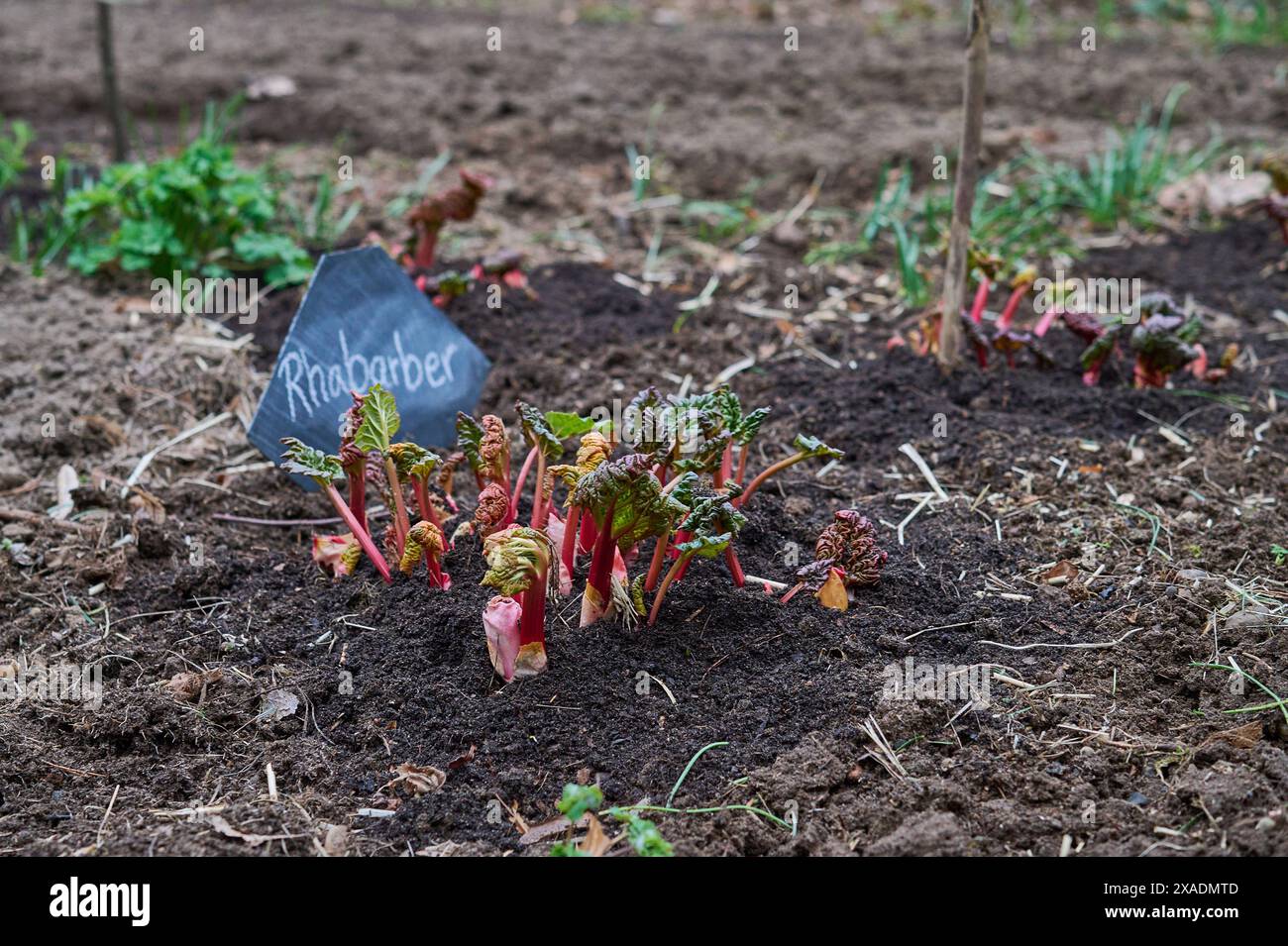 Garten Rhabarber Rhabarber spriesst zum Fruehlingsanfang aus der Erde ...