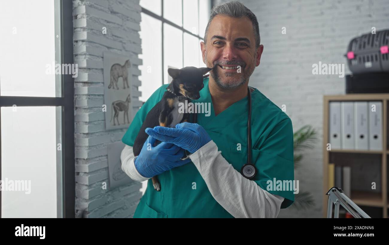 Middle-aged male veterinarian in a clinic holding a chihuahua dog indoors, showcasing animal care and veterinary services. Stock Photo