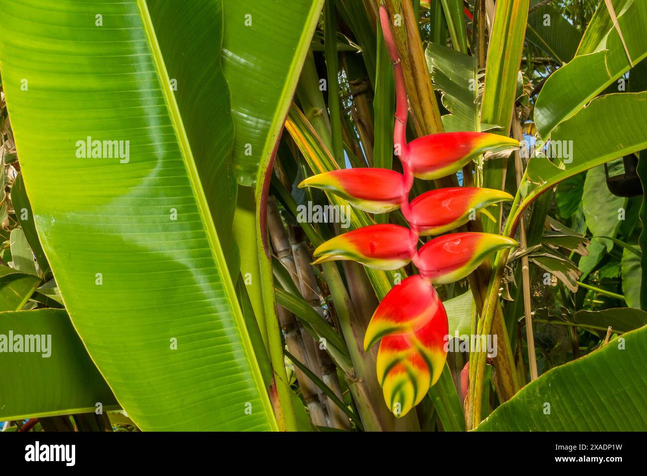 Hanging Lobster Claw Heliconia rostrata Stock Photo Alamy