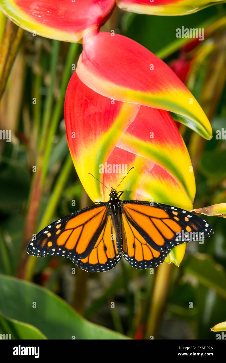 Monarch Butterfly Danaus Plexippus Stock Photo Alamy