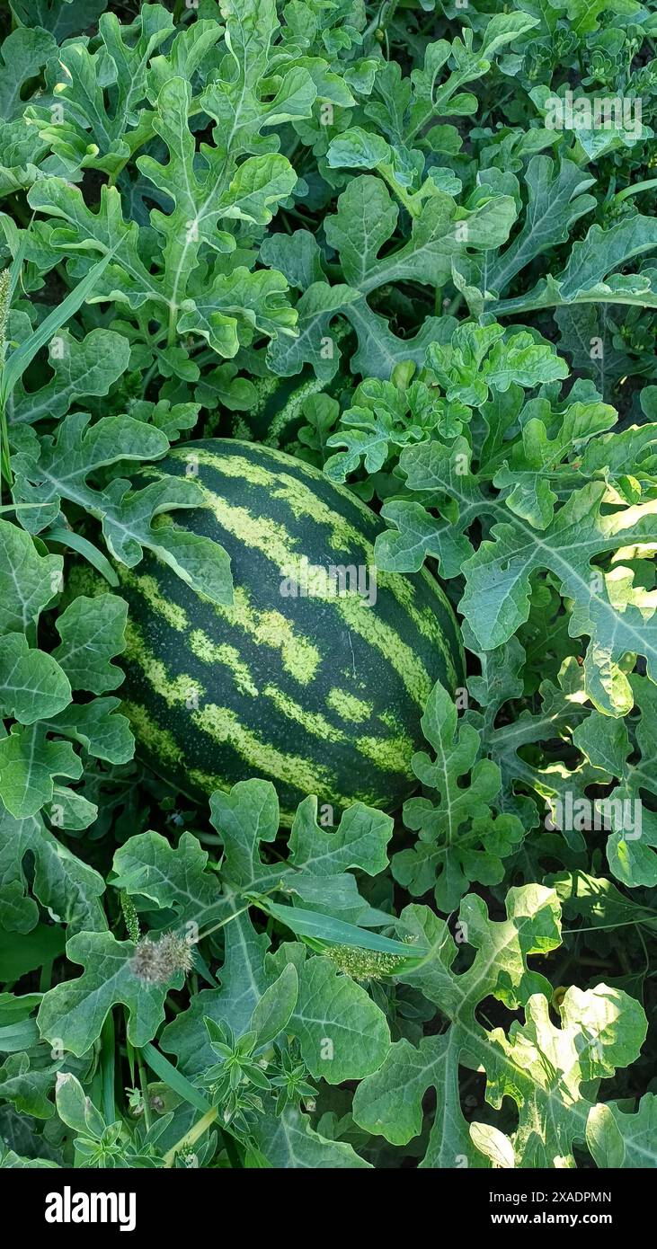 Watermelon grows on the ground in the garden Stock Photo - Alamy