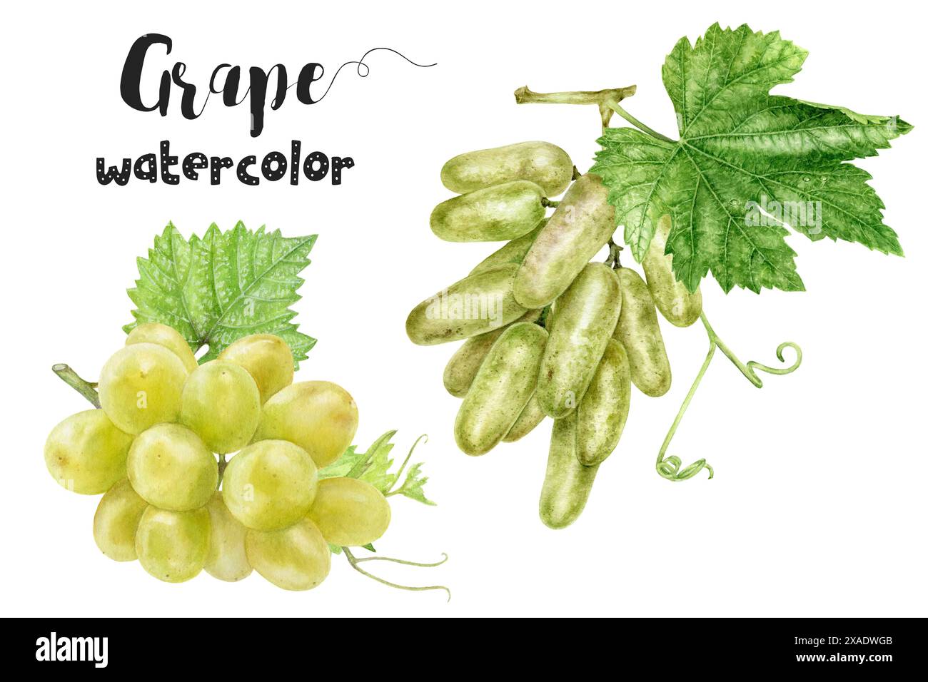 Watercolor Illustration of Green Grapes with Leaves captures the essence of nature and grapes Stock Photo