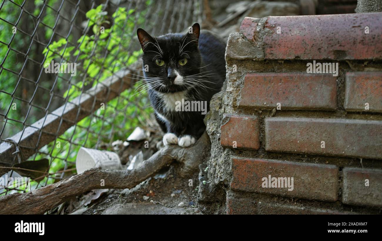 Black white cat perches hi-res stock photography and images - Alamy