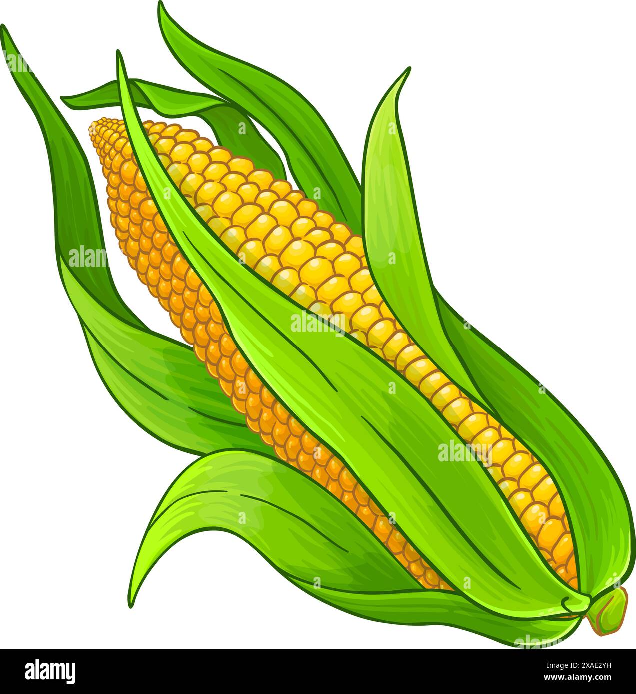 Corn on the Cob Colored Detailed Illustration Stock Vector Image & Art ...