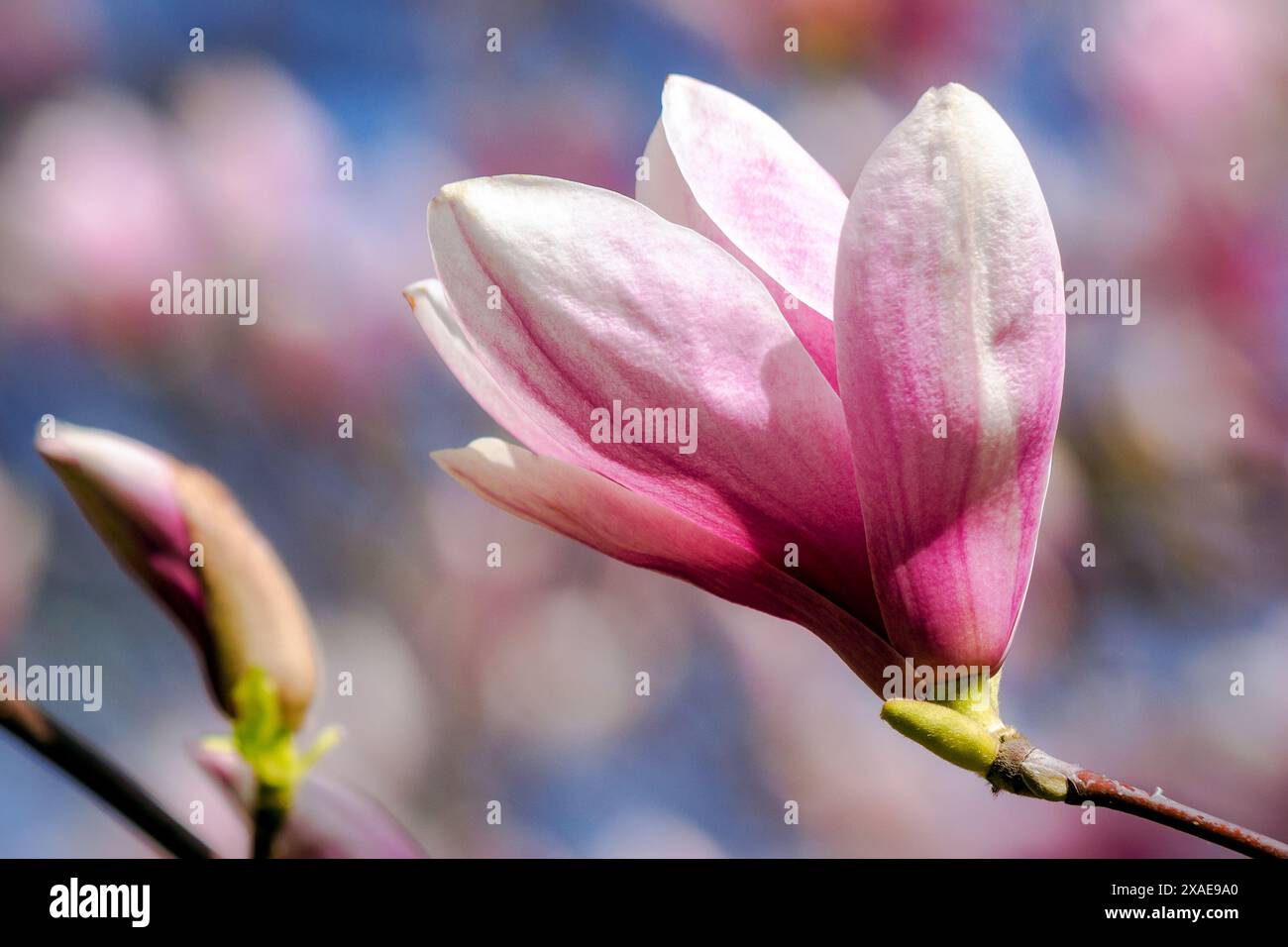 closeup of pink flower of magnolia tree in full bloom. beautiful natural background of soulangeana plant in spring Stock Photo