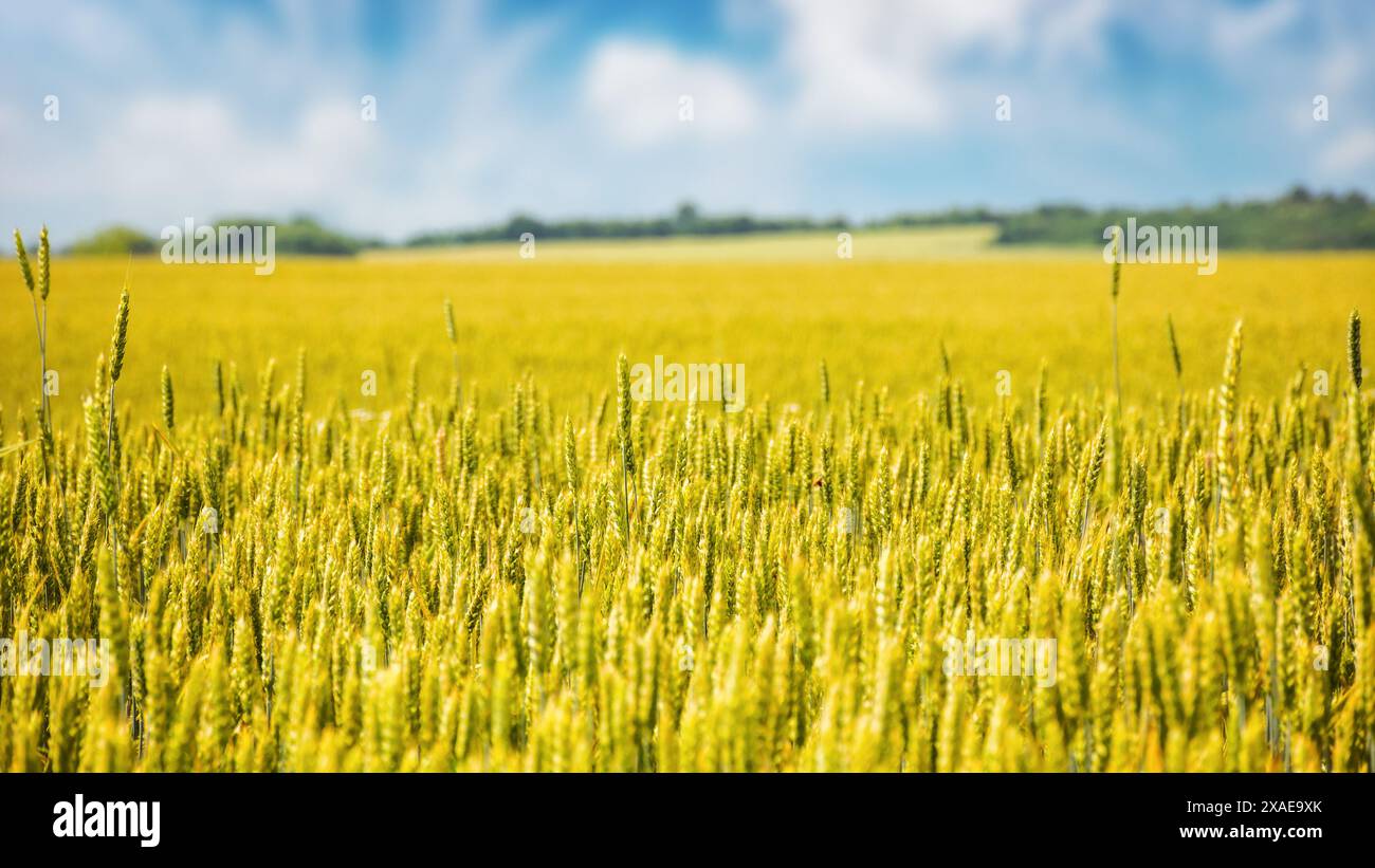 closeup of wheat field in slovakia on a sunny day. european agriculture landscape in early summer Stock Photo