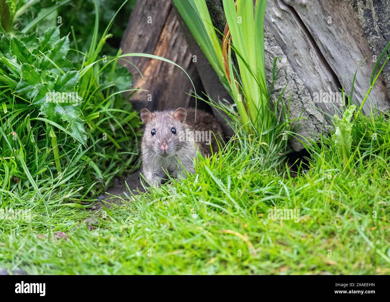 Close up portrait of a Brown  Rat (rattus norvegicus) in a garden log pile Suffolk , UK Stock Photo