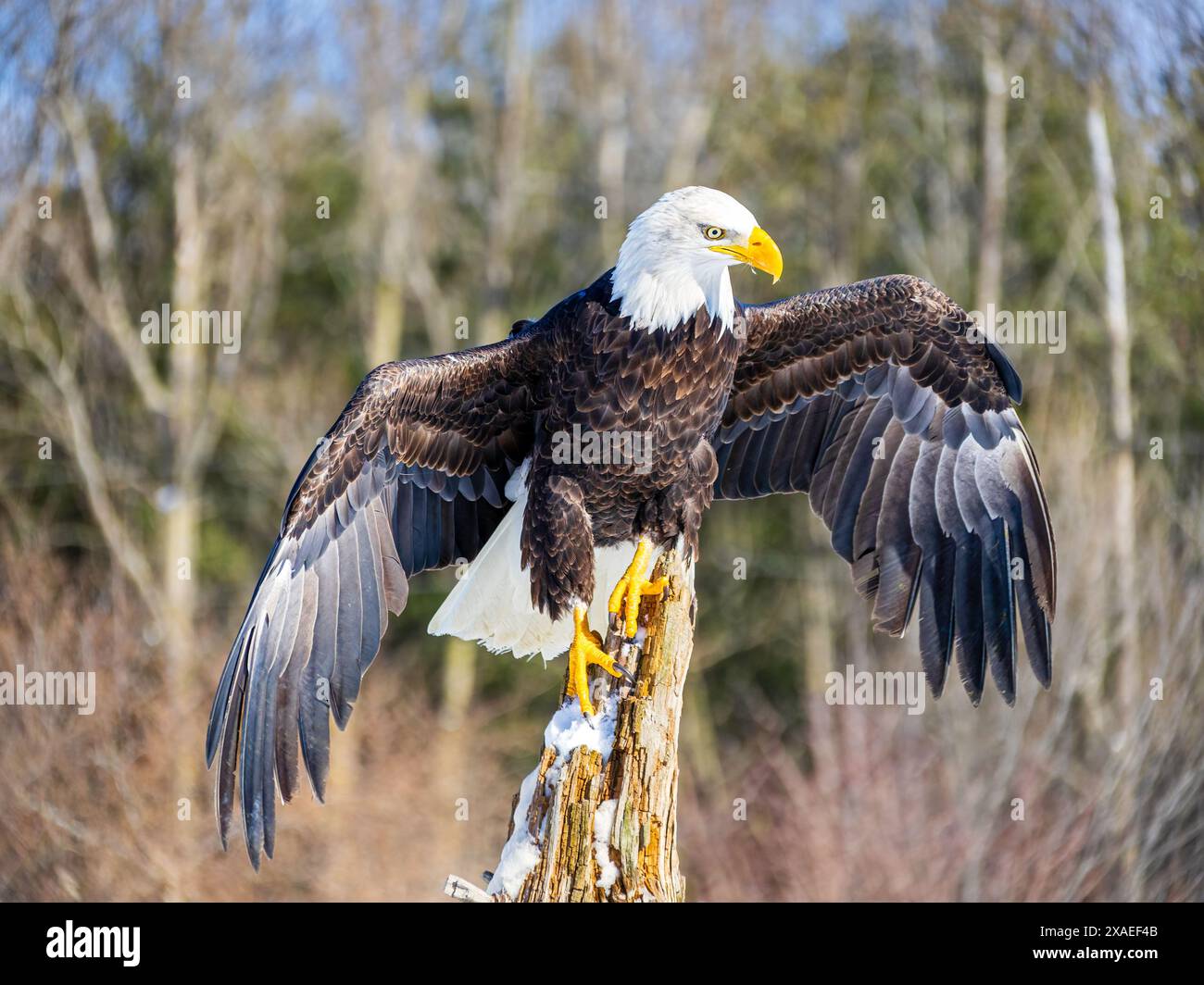 Majestic bald eagle perched on a rotten old tree with wings spread ...
