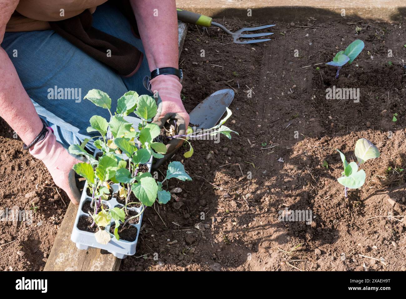 Woman planting Summer Purple sprouting broccoli, Brassica oleracea var italica, in her allotment or vegetable garden. Stock Photo