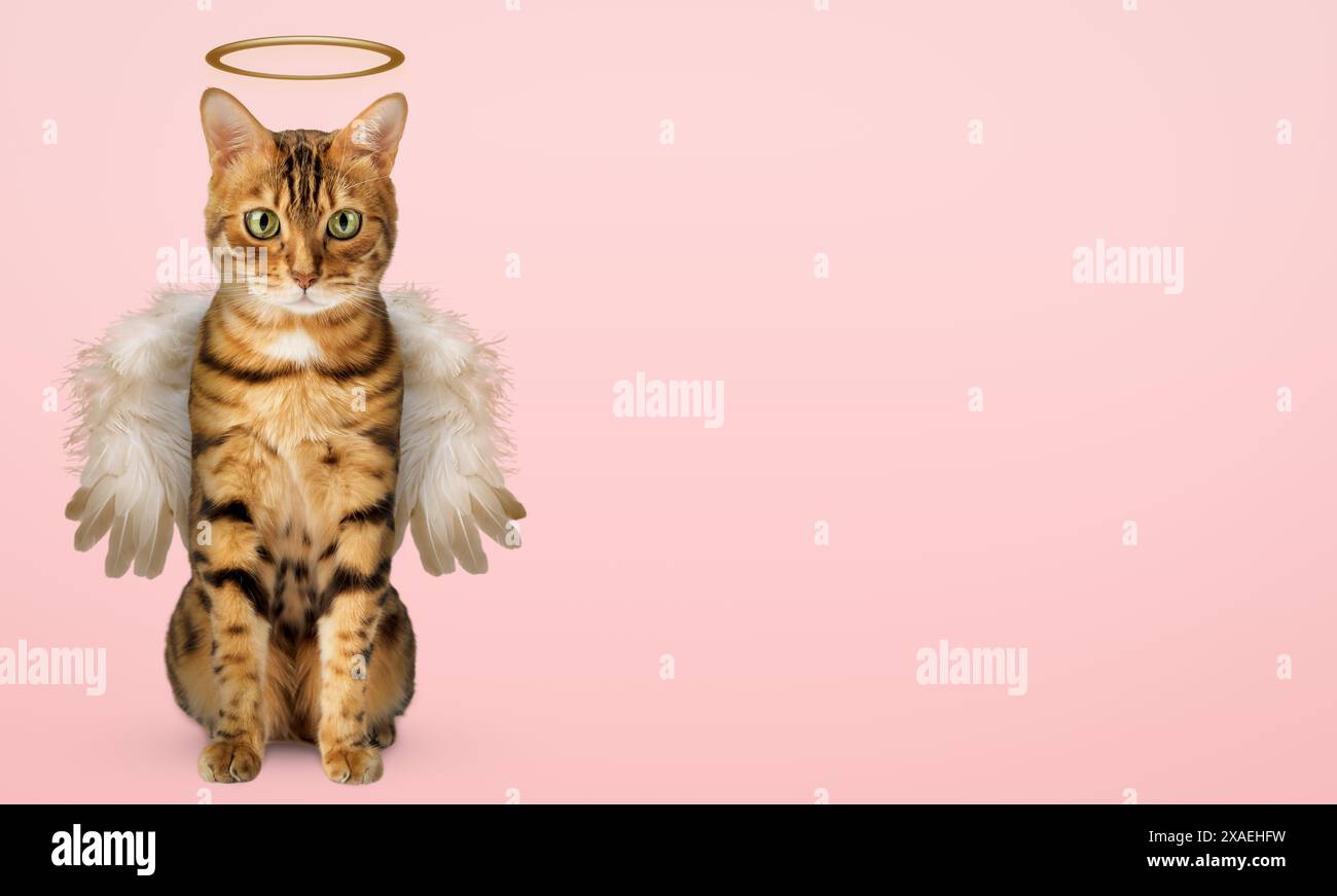 Cute Bengal cat with wings and a halo on a pink background. The