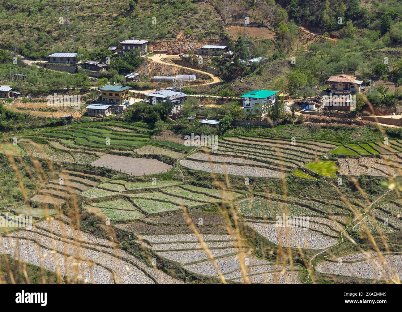 Rice terraces, Wangchang Gewog, Paro, Bhutan Stock Photo