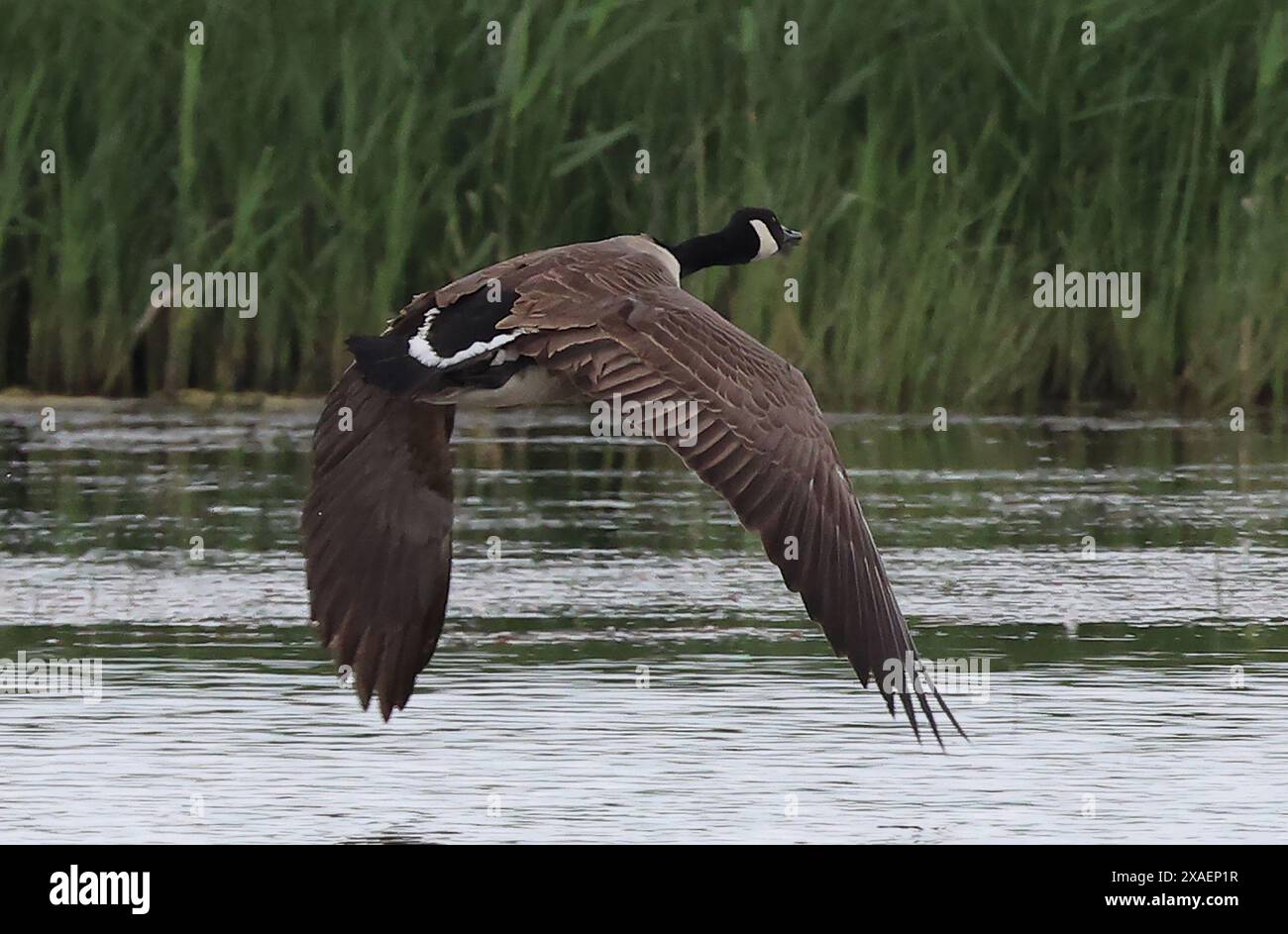 Goose Uk Rspb Purfleet Essex, UK. 06th June, 2024. Canada Goose in flight at RSPB ...