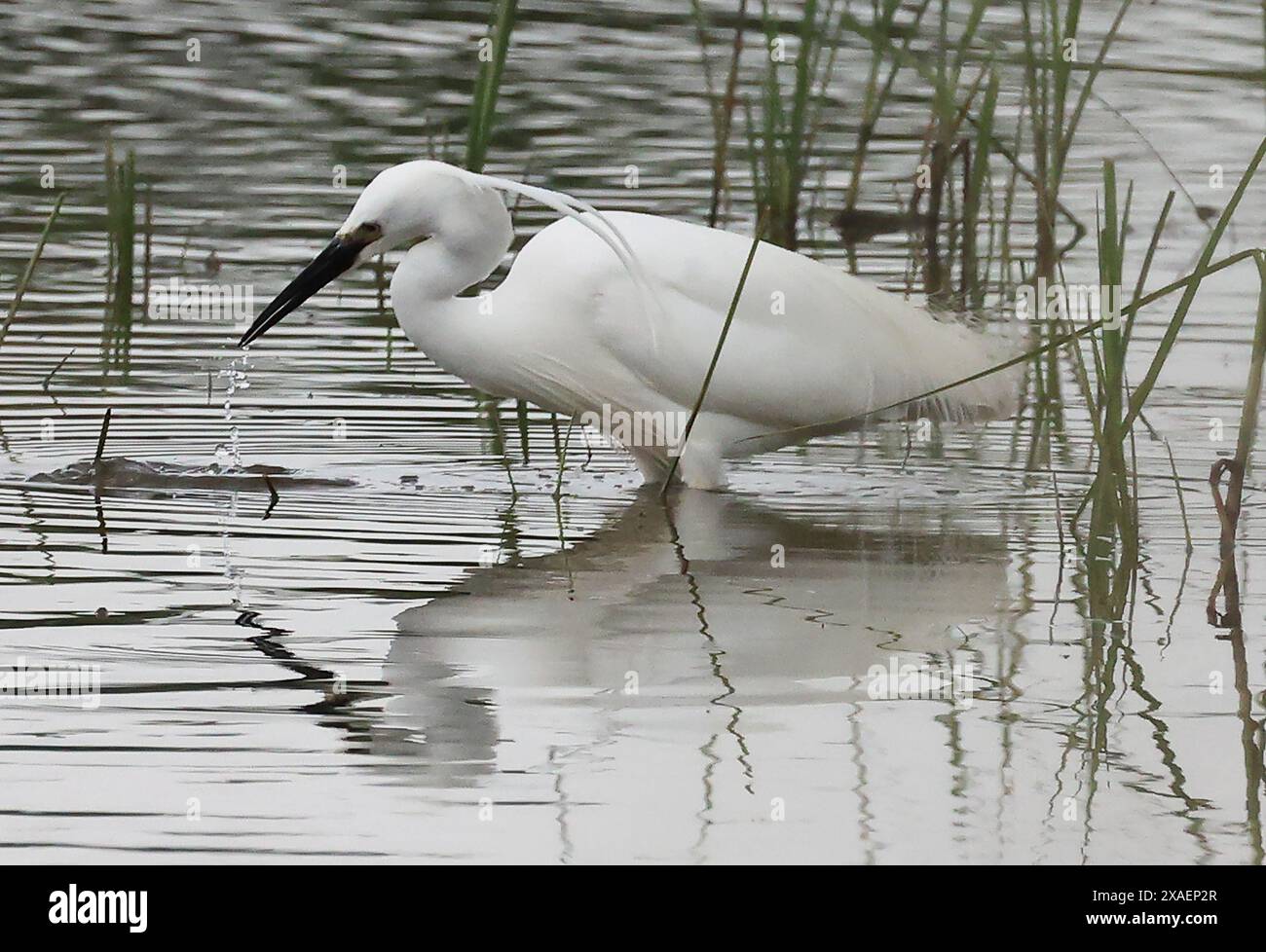 Purfleet Essex, UK. 06th June, 2024. at RSPB Rainham Marshes Nature ...