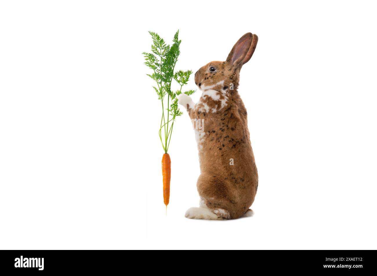 rabbit holding carrot isolated on white background Stock Photo