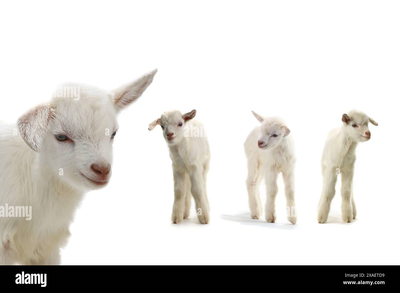 goats kid isolated on white Stock Photo
