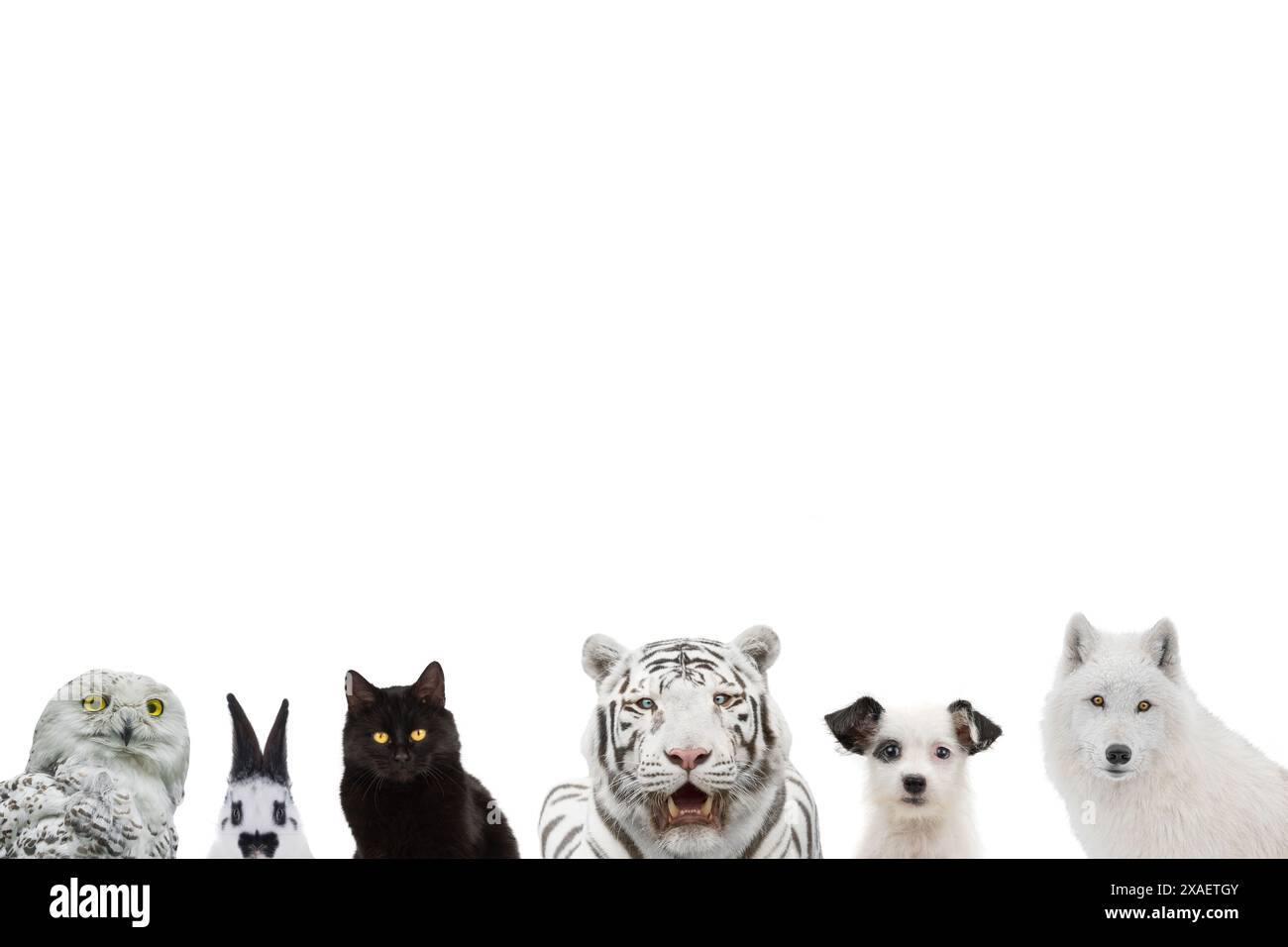 black and white animals isolated on white background Stock Photo