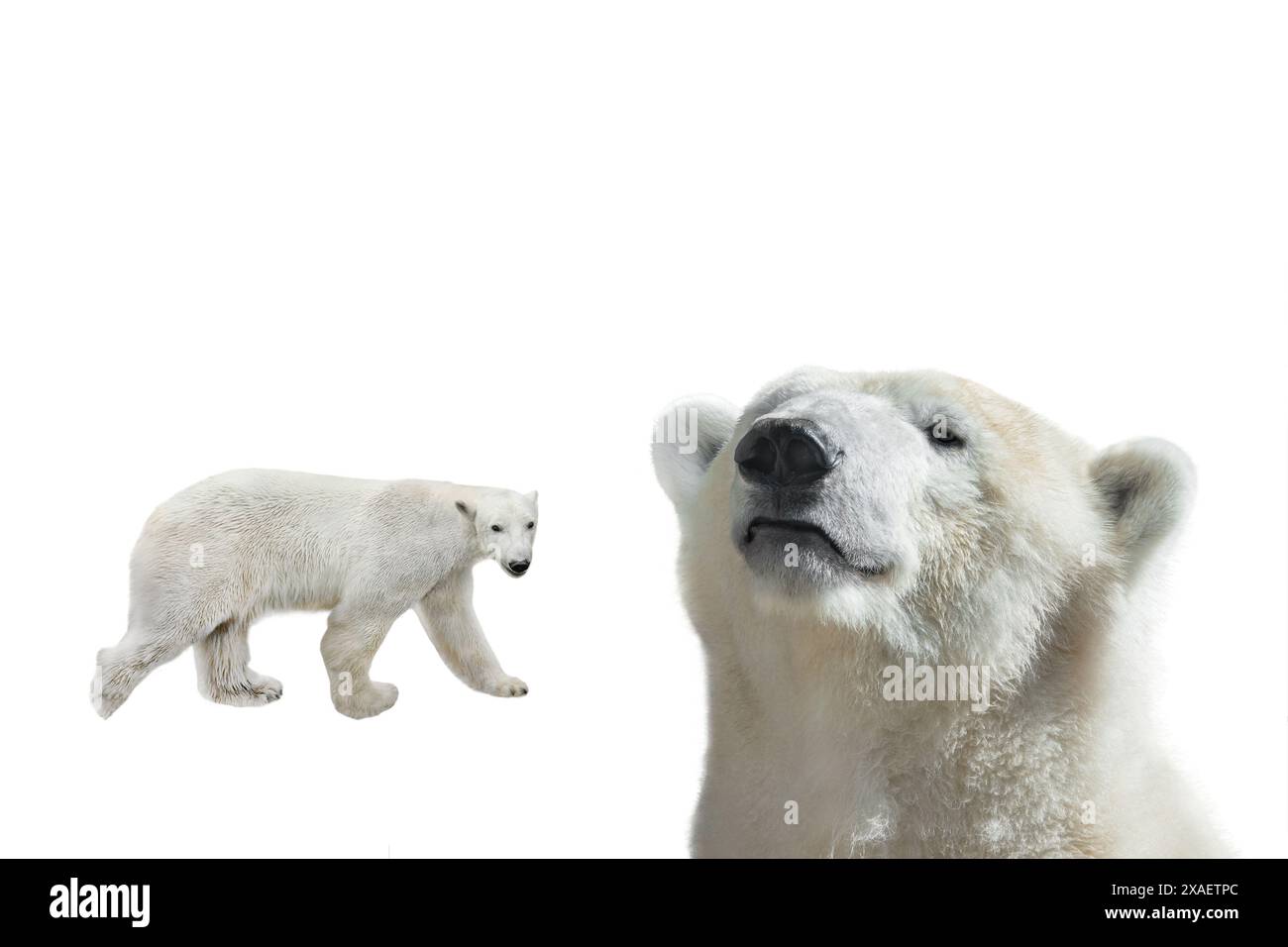 polar bears isolated on white background Stock Photo - Alamy