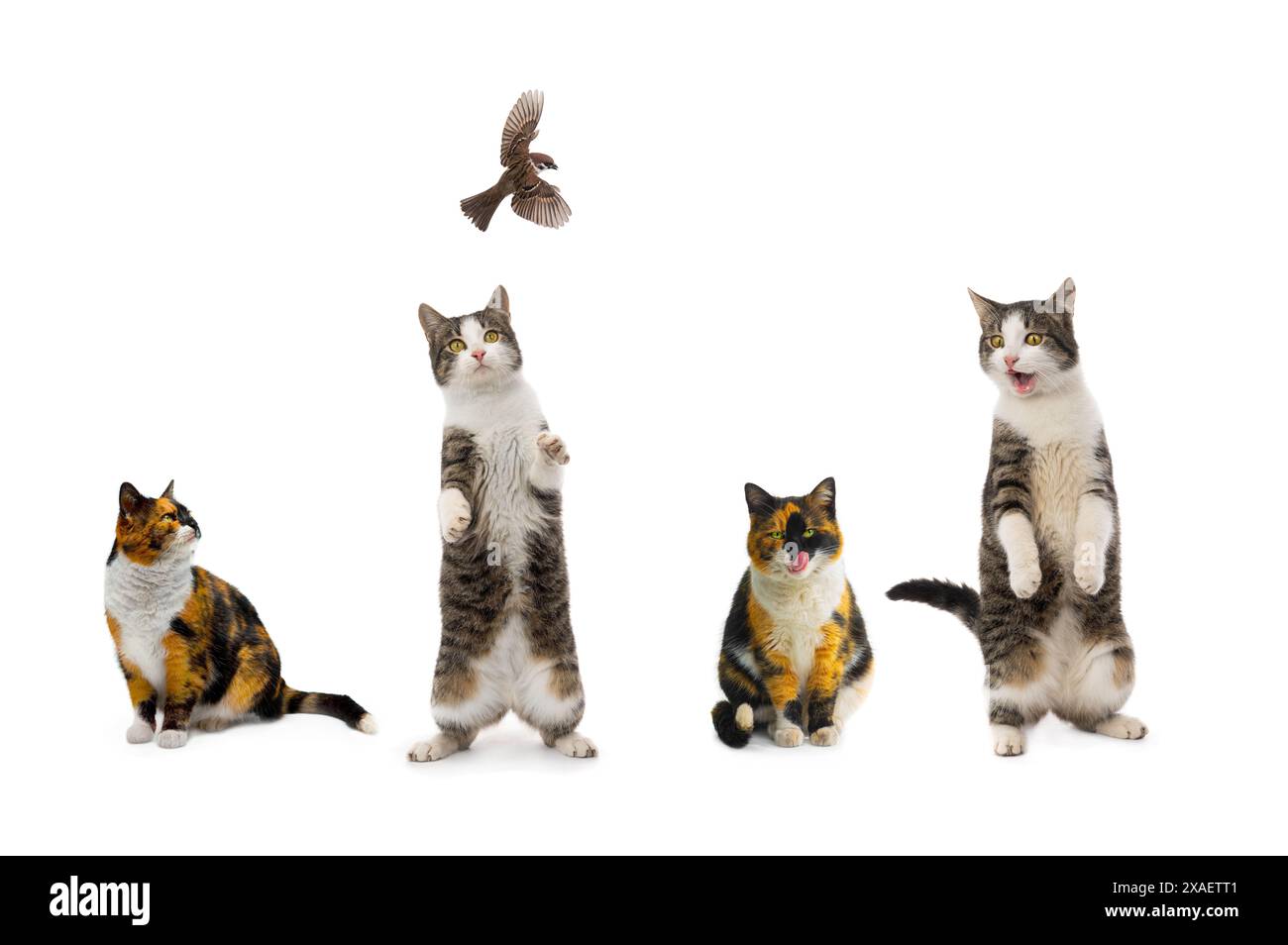 Cat Catching Insect the cat stands on its hind legs to catch a sparrow isolated on a white ...
