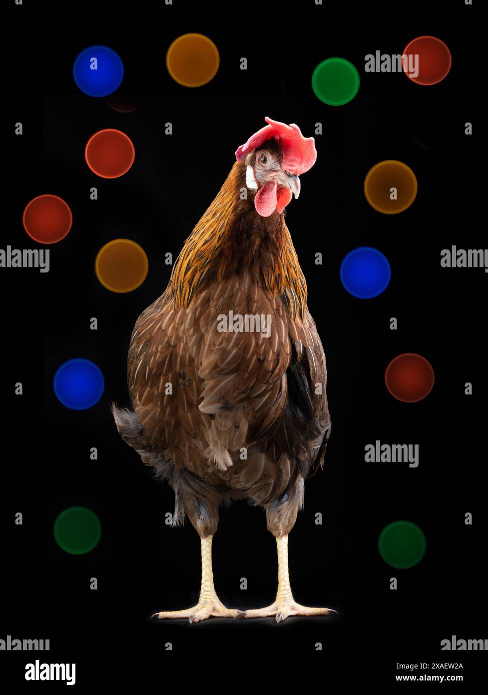 easter chicken on black background of bright lights Stock Photo