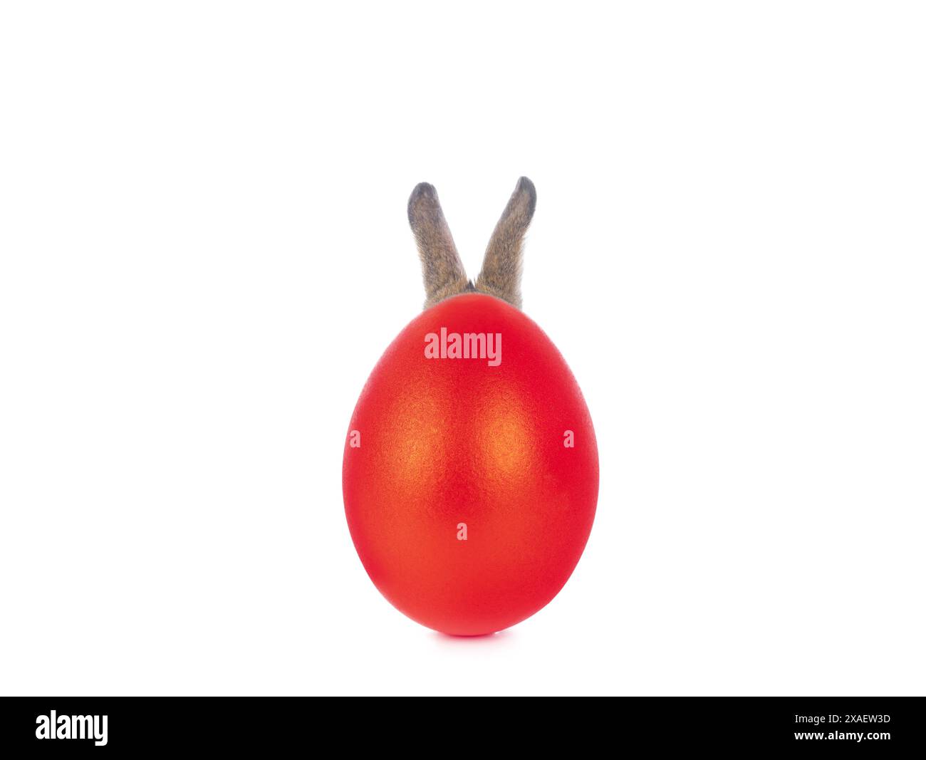 rabbit hid behind red egg, easter story isolated on white background ...