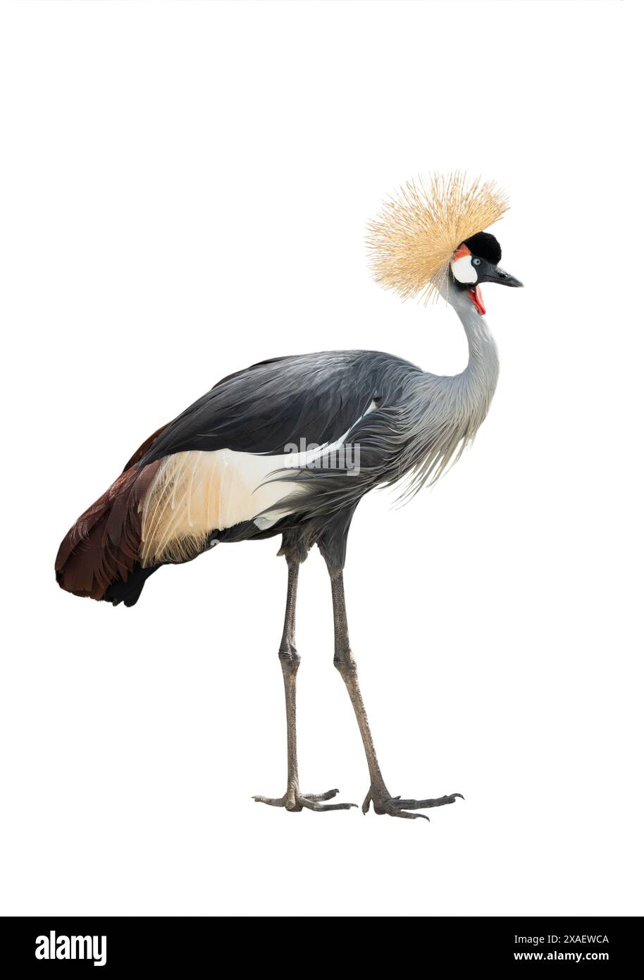 crowned crane isolated on white background Stock Photo - Alamy