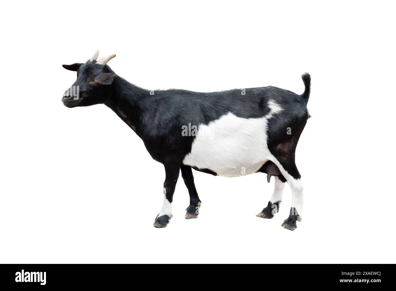 black and white goat isolated on white background Stock Photo