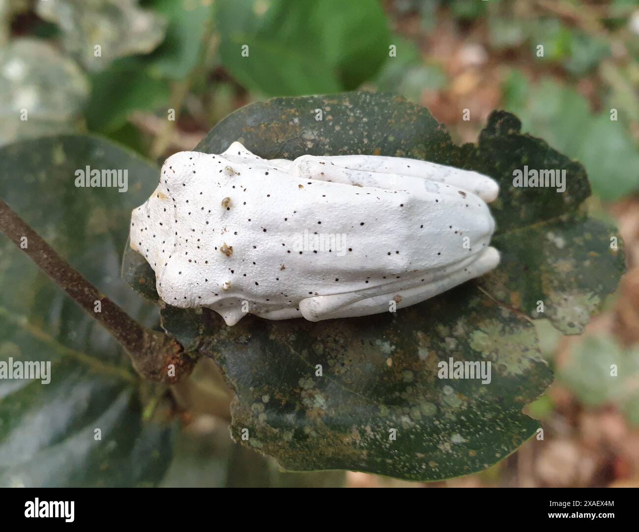 rog perched on a tree trunk cling on with its toe pads; frog with