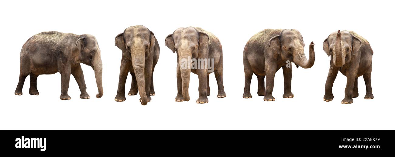 asian elephant isolated on white background Stock Photo - Alamy
