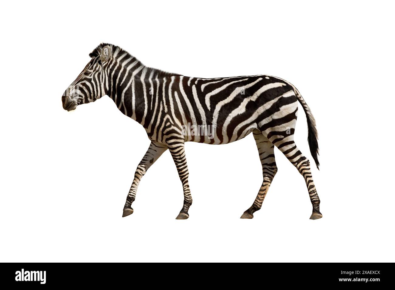 Zebra is coming isolated on white background Stock Photo