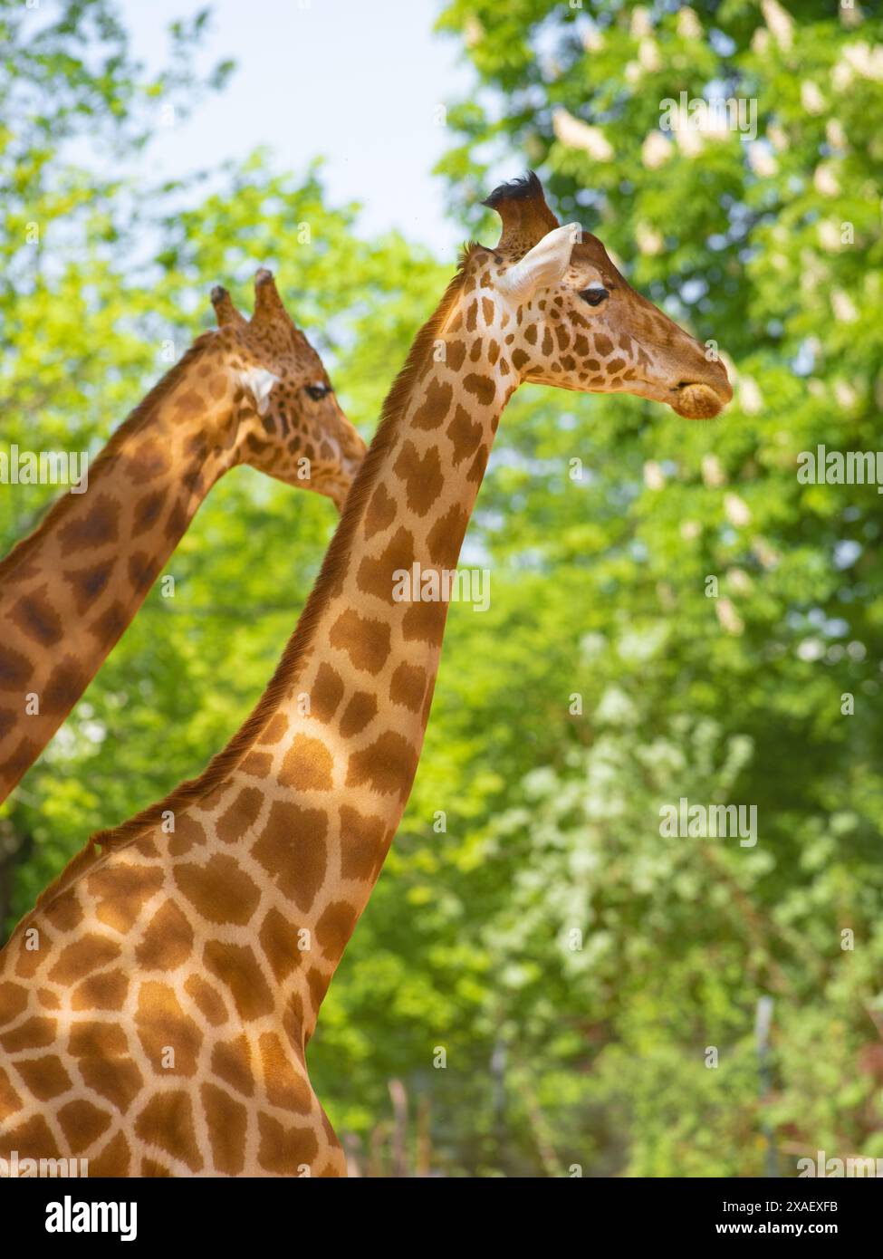 Animal portraits animal themes hi-res stock photography and images - Alamy