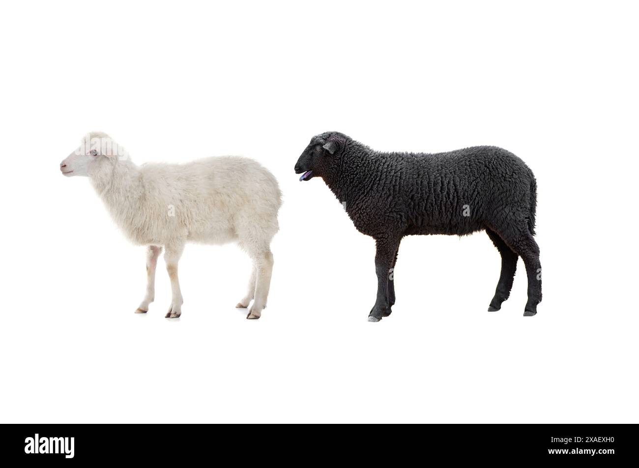 black and white sheep isolated on white background Stock Photo - Alamy