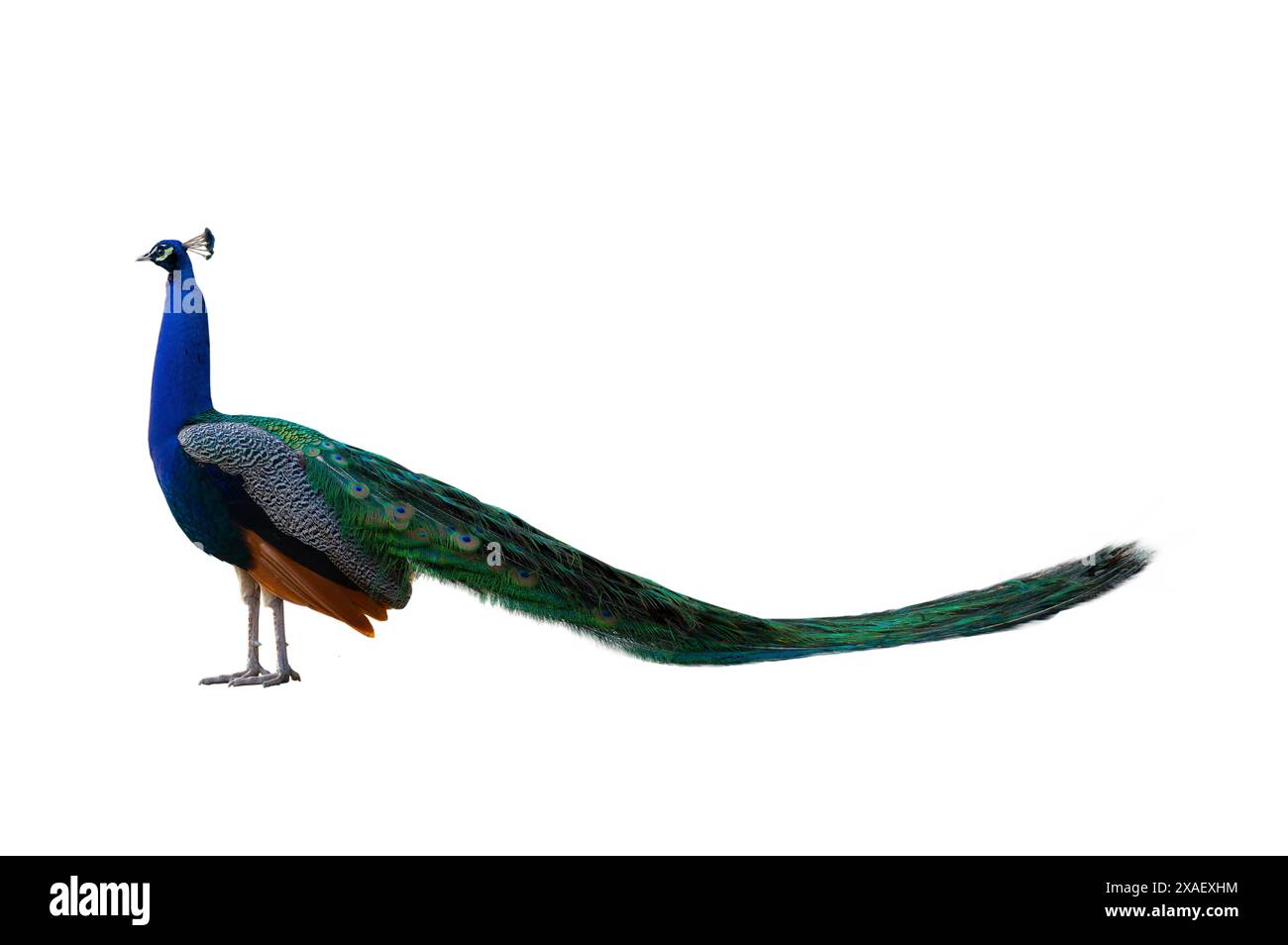blue peacock standing isolated on white background Stock Photo