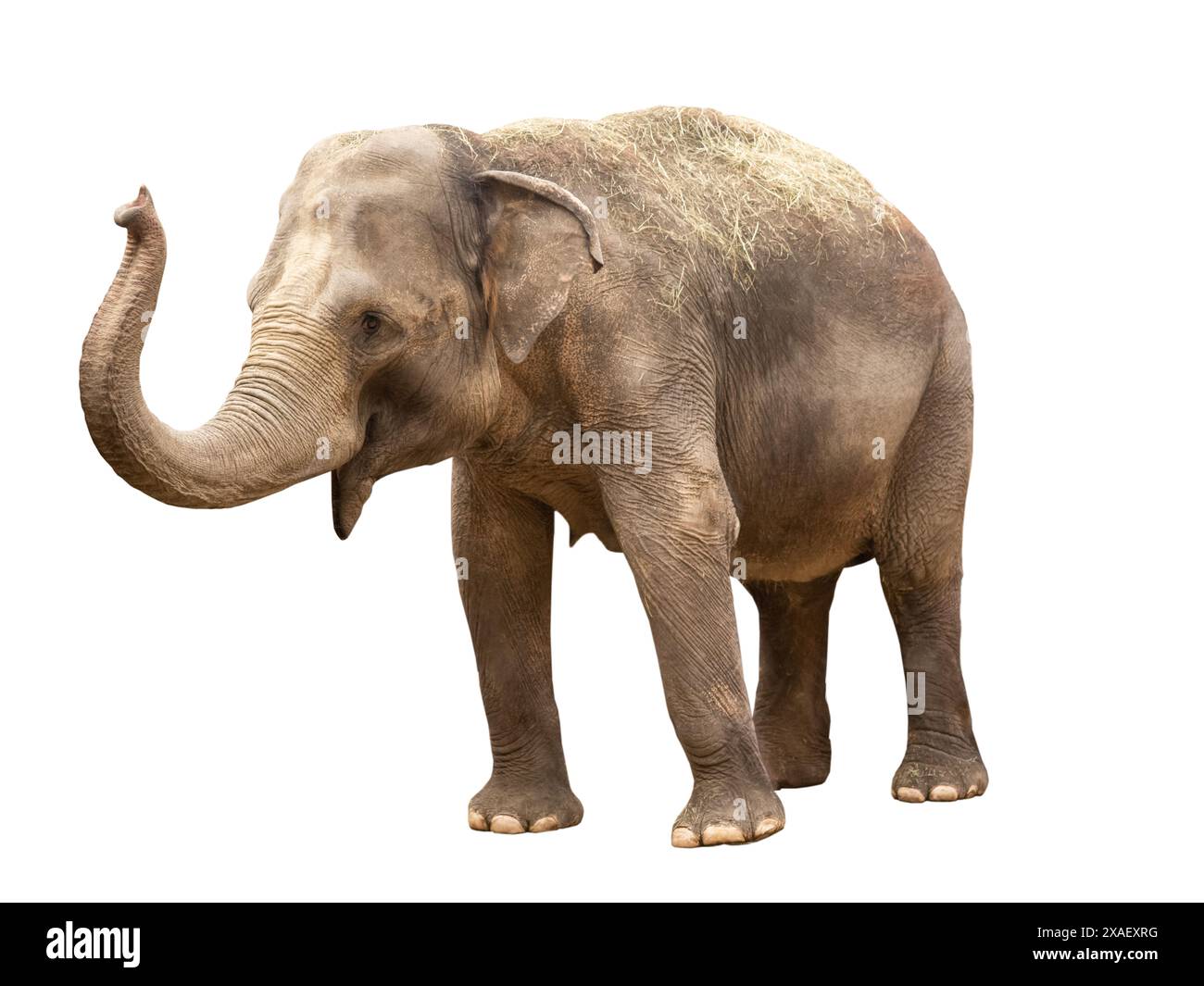 african elephant isolated on white background Stock Photo - Alamy