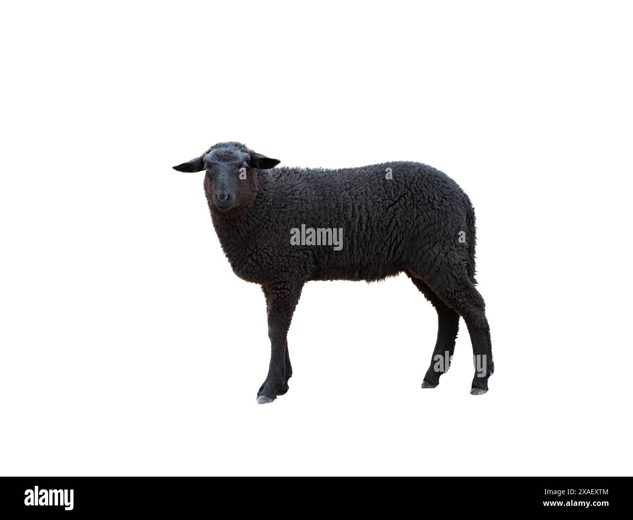 black sheep isolated on white background Stock Photo