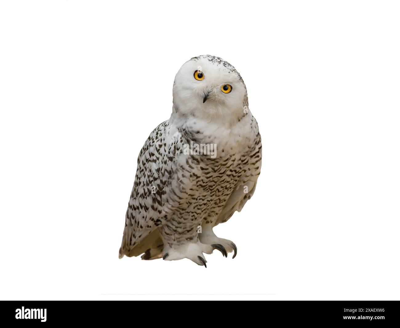 Snowy owl white owl Cut Out Stock Images & Pictures - Alamy