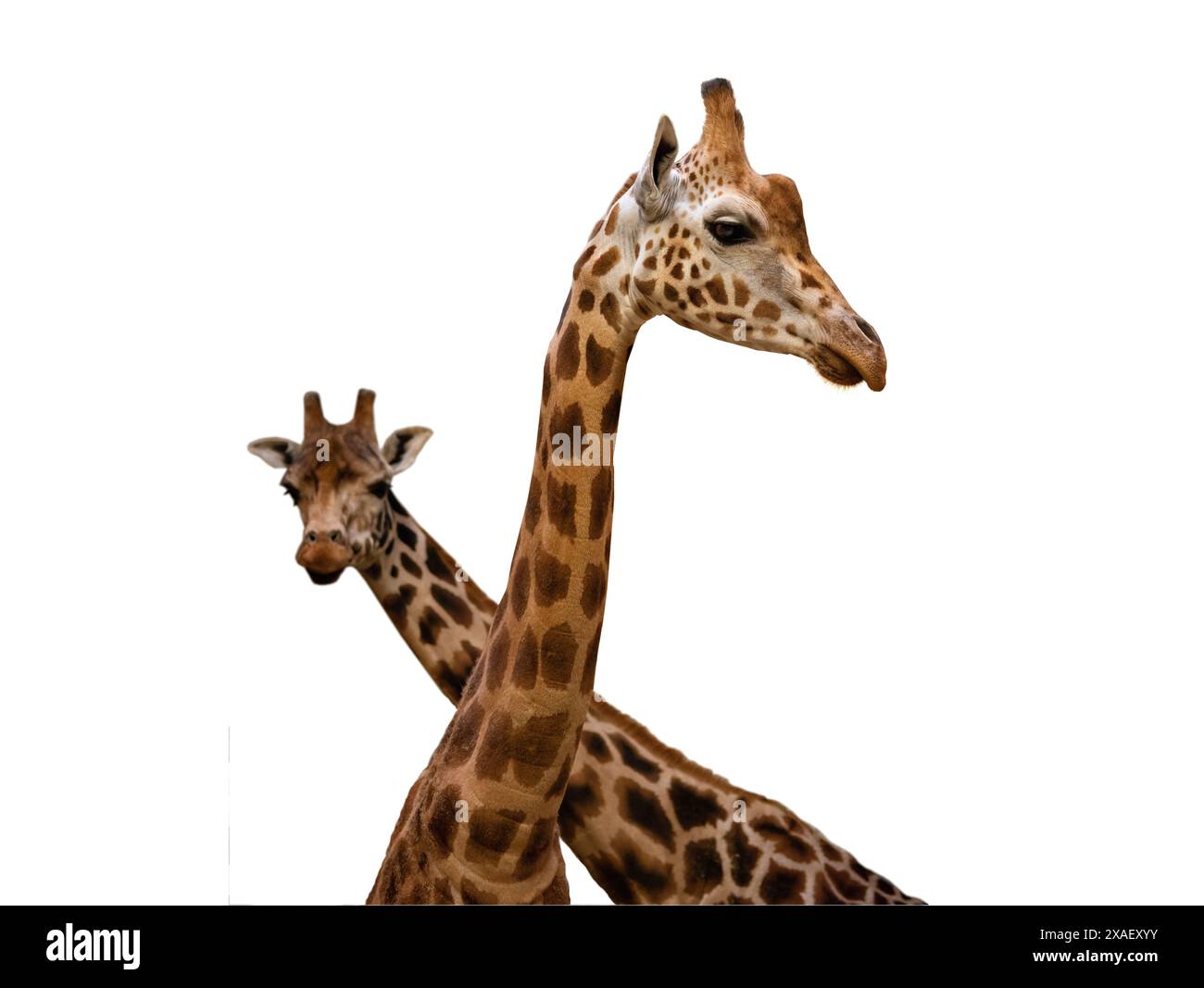 two giraffes isolated on white background Stock Photo