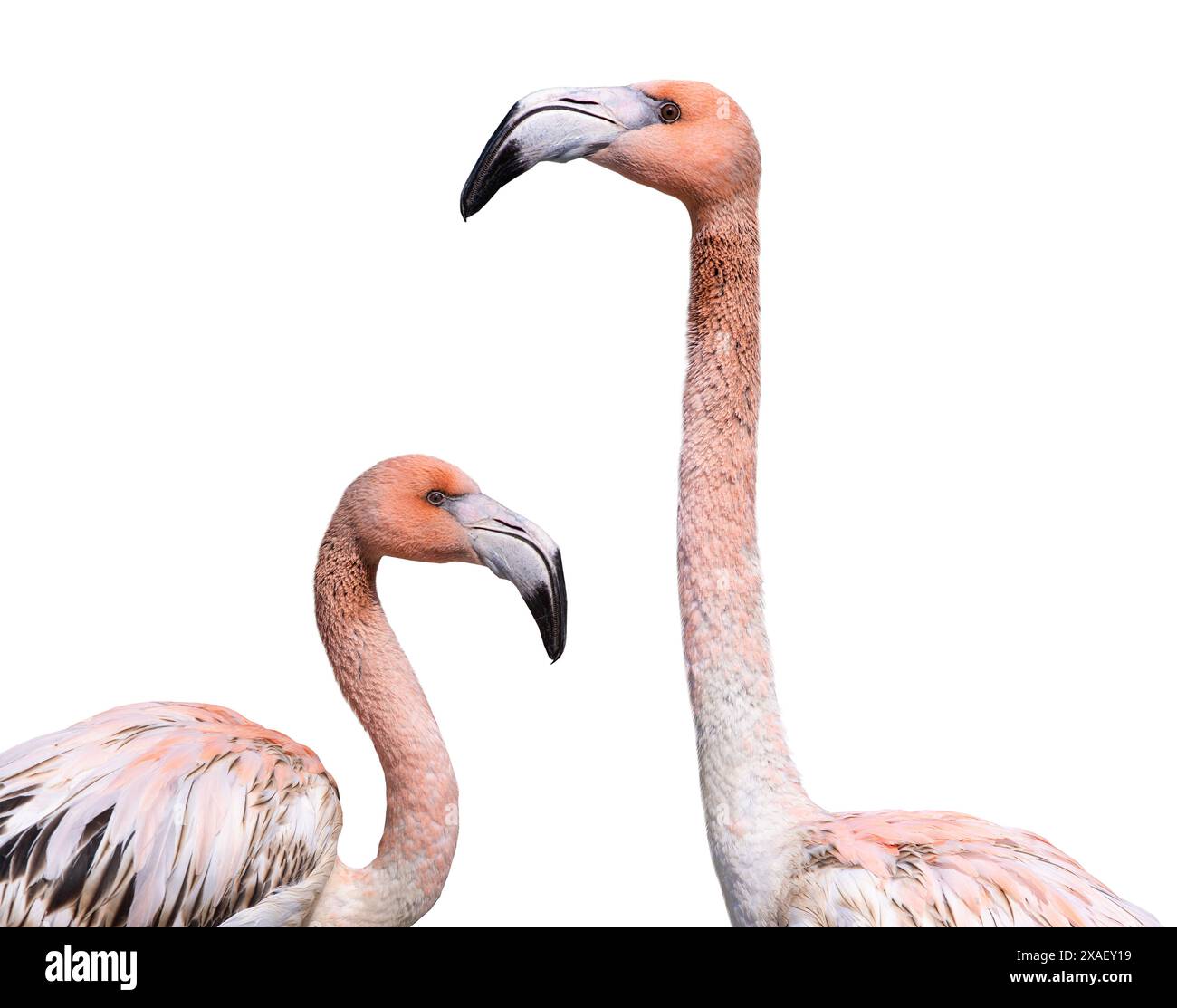 portrait two of pink flamingo isolated against white background Stock ...