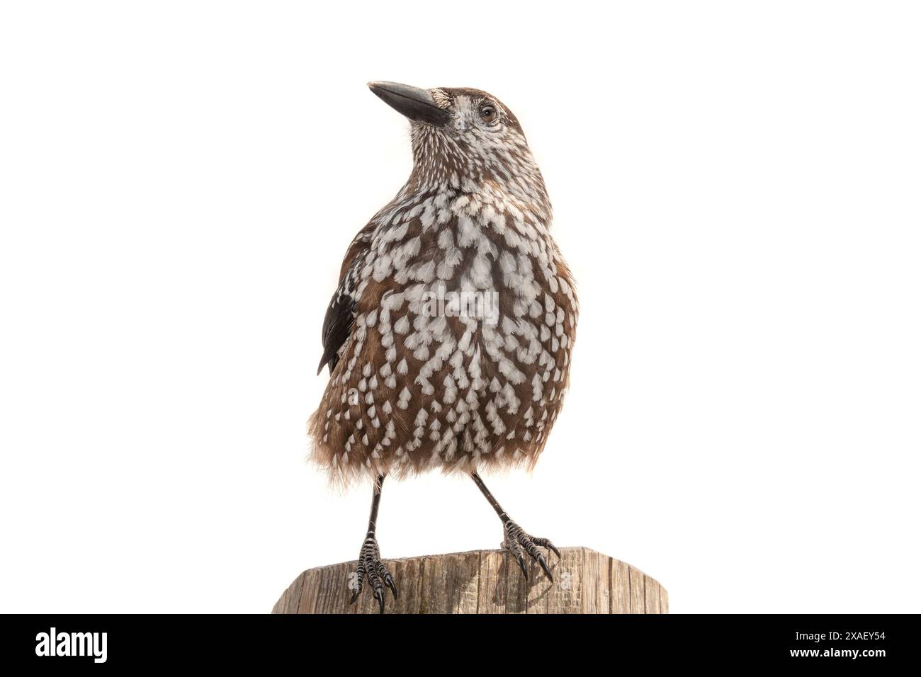spotted nutcracker sitting on a tree isolated on white background Stock Photo