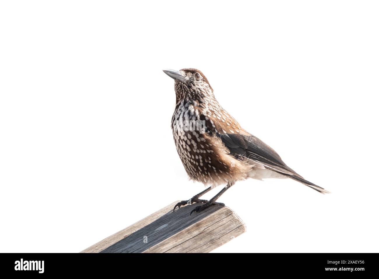 spotted nutcracker sitting on a tree isolated on white background Stock Photo