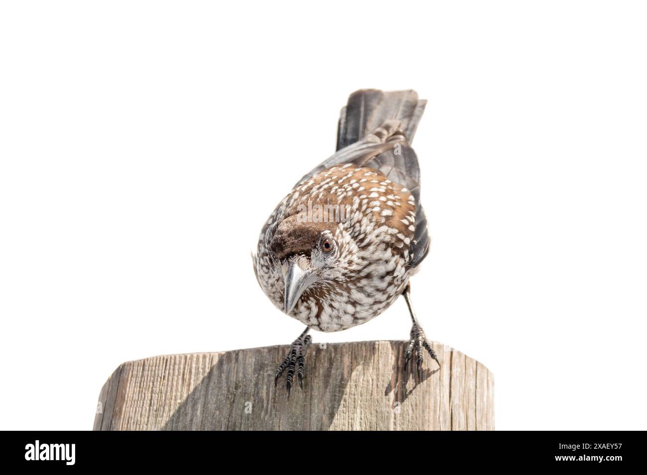 spotted nutcracker sitting on a tree isolated on white background Stock Photo