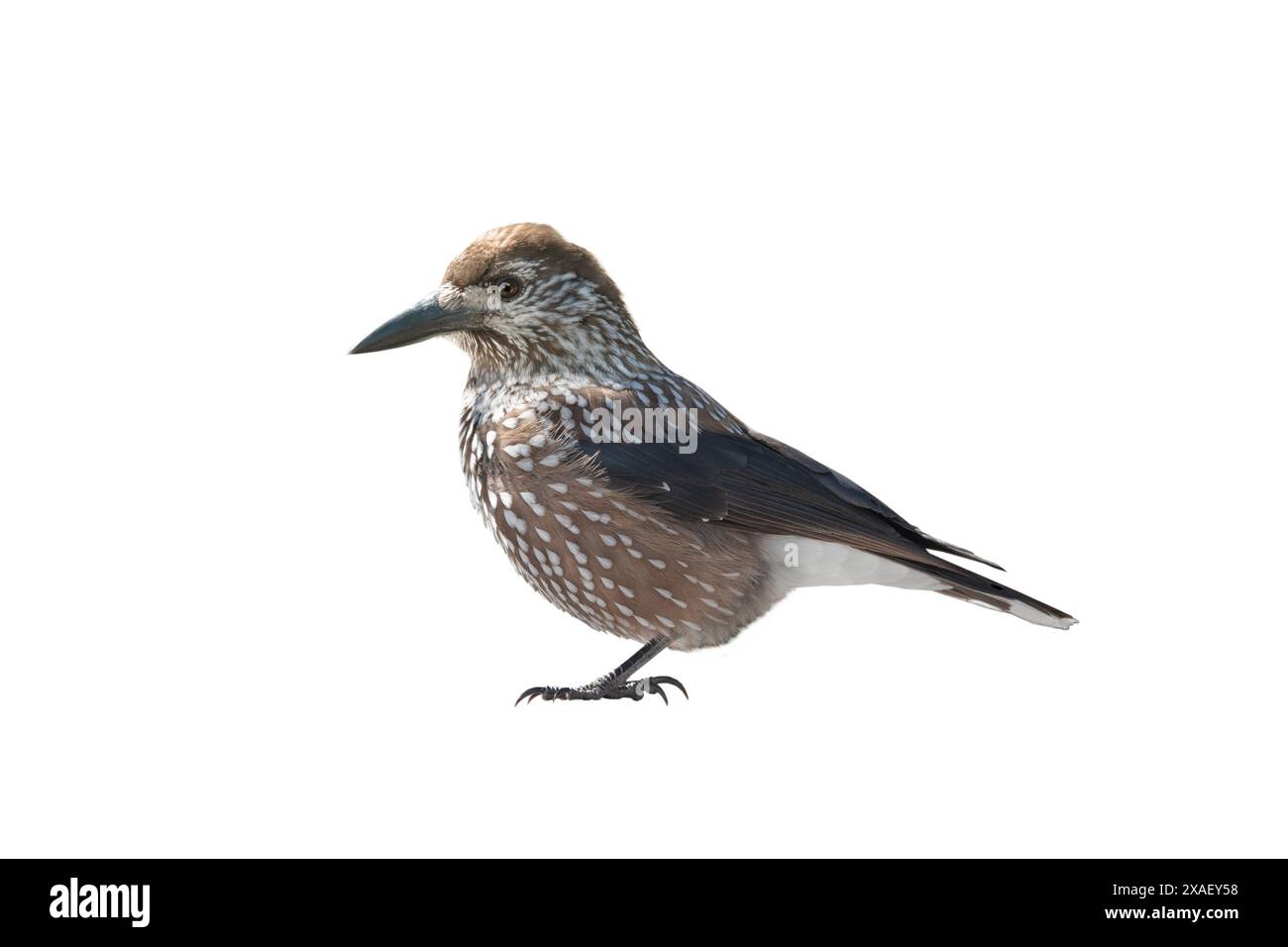 spotted nutcracker isolated on white background Stock Photo