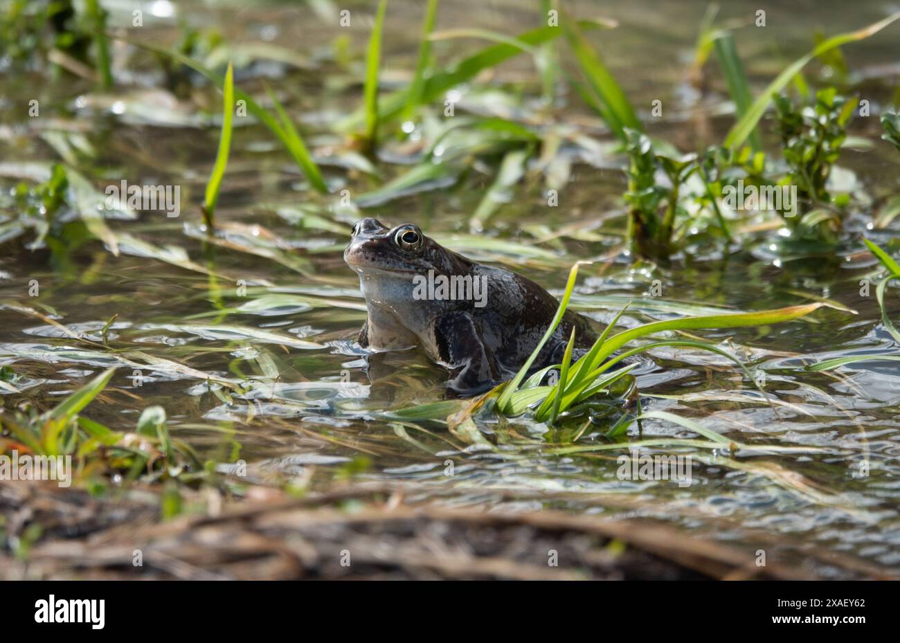 frog sitting on the grass in the river Stock Photo